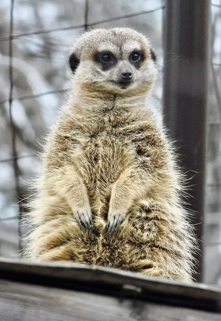 ミーアキャット(井の頭自然文化園)