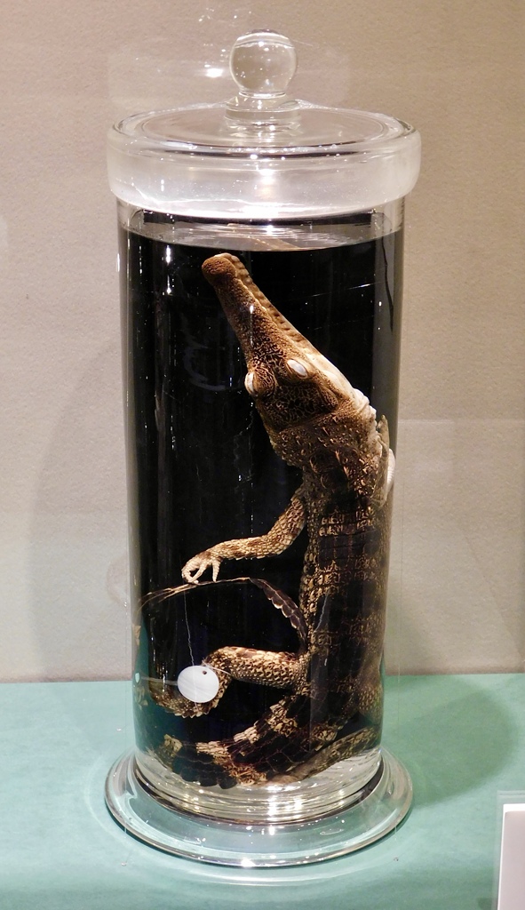 フクスクチナガワニの液浸標本(国立科学博物館)