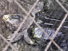 ワニガメ(野毛山動物園)