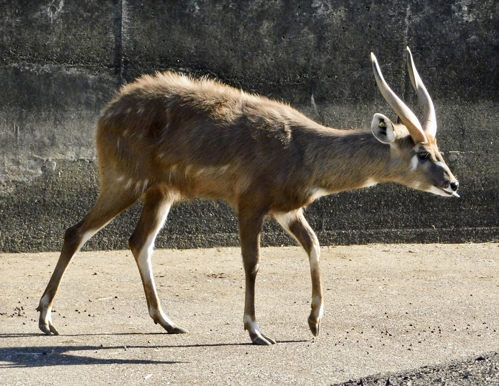 シタツンガ(東武動物公園)