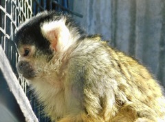 ボリビアリスザル(夢見ヶ崎動物公園)