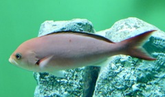 クレオールフィッシュ(葛西臨海水族園)