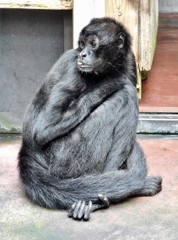 クモザル(夢見ヶ崎動物公園)