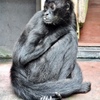 クモザル(夢見ヶ崎動物公園)