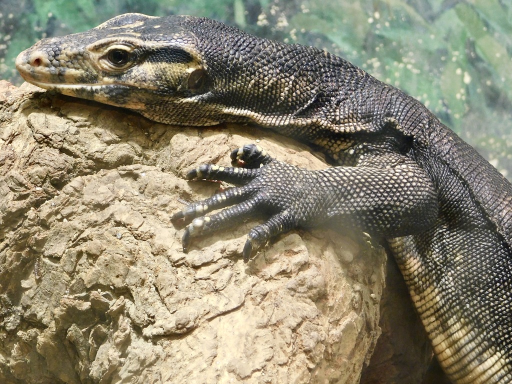 ミズオオトカゲ(天王寺動物園)