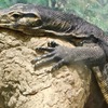 ミズオオトカゲ(天王寺動物園)