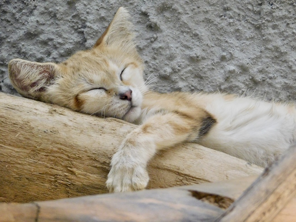 スナネコ(神戸どうぶつ王国)