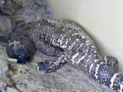 メキシコドクトカゲ(上野動物園)