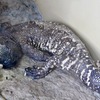 メキシコドクトカゲ(上野動物園)