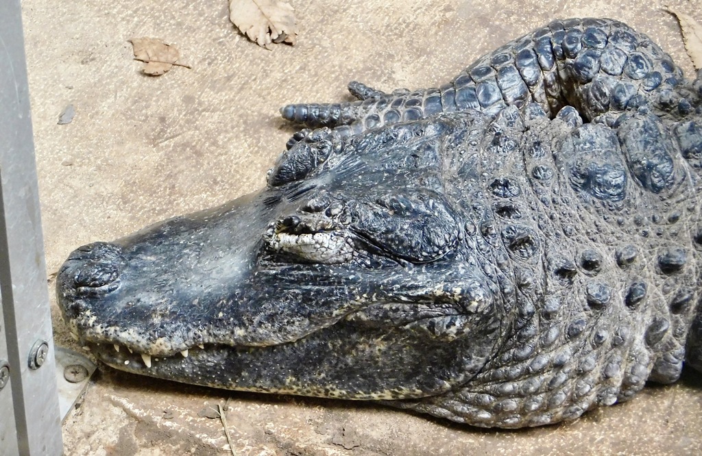 ヨウスコウワニ(野毛山動物園)