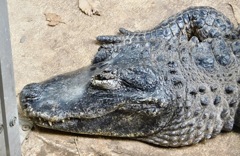 ヨウスコウワニ(野毛山動物園)