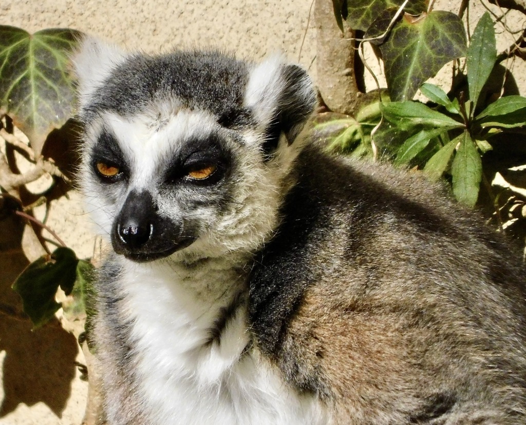 ワオキツネザル(夢見ヶ崎動物公園)