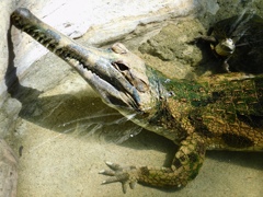 マレーガビアルとカメ(上野動物園)
