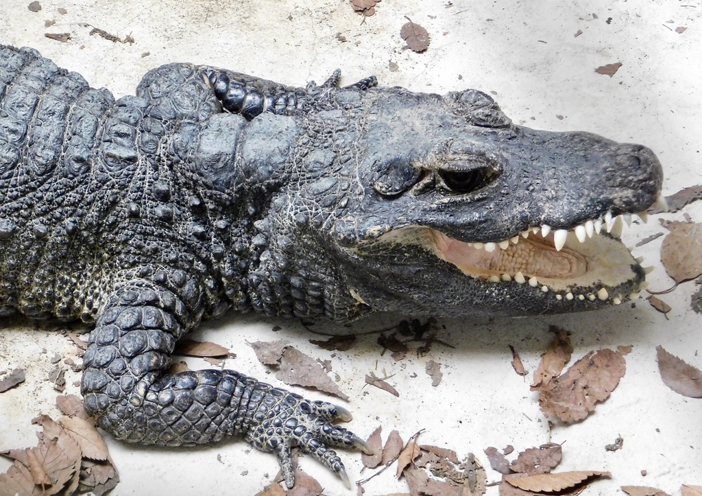 口を開けるニシアフリカコビトワニ(野毛山動物園)