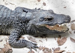 口を開けるニシアフリカコビトワニ(野毛山動物園)