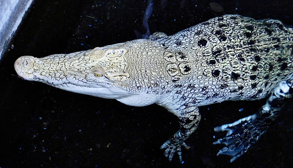 白いイリエワニ(熱川バナナワニ園)