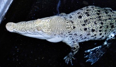 白いイリエワニ(熱川バナナワニ園)