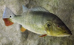 キクラ・テメンシス(カワスイ　川崎水族館)