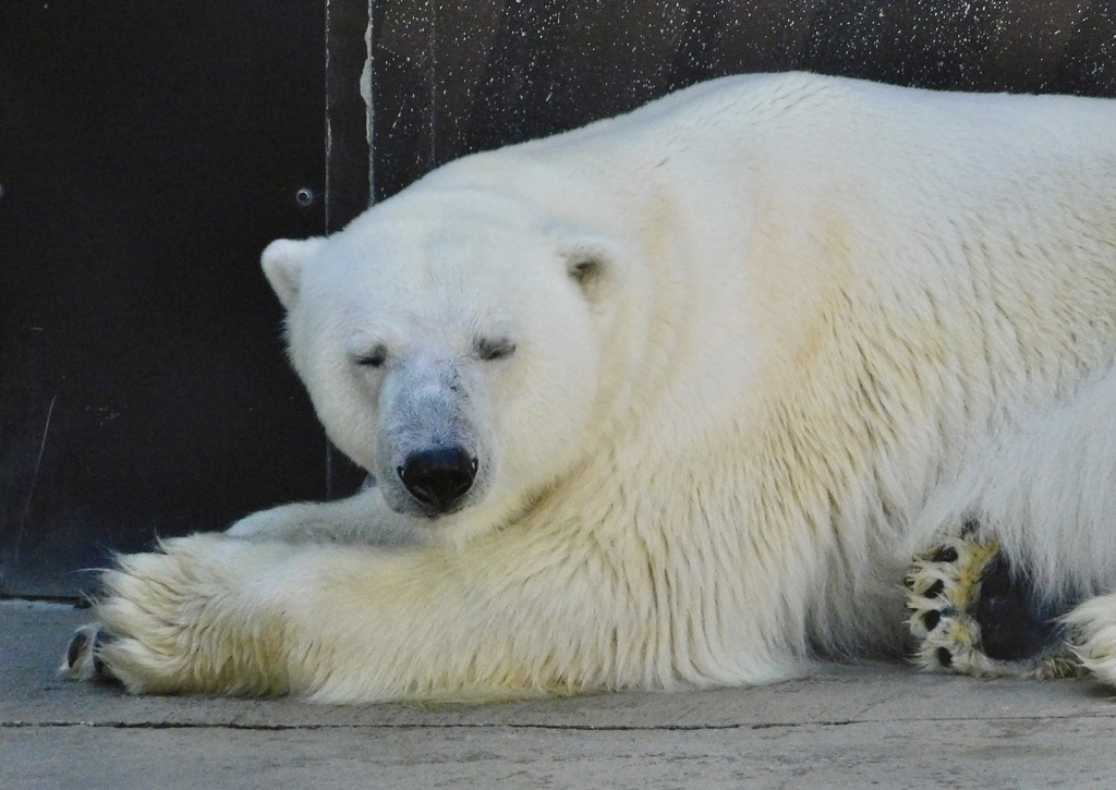 ホッキョクグマ(上野動物園)
