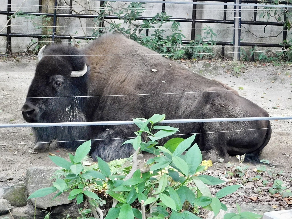 アメリカバイソン(上野動物園)