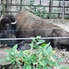 アメリカバイソン(上野動物園)