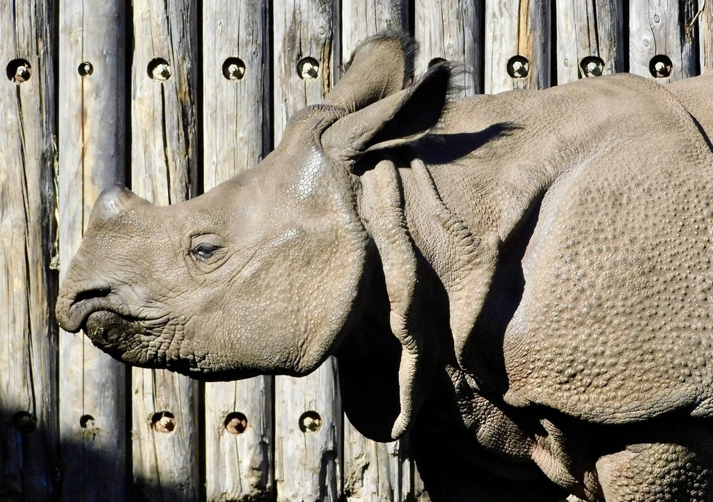 インドサイのデコポン(多摩動物公園)
