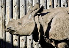 インドサイのデコポン(多摩動物公園)