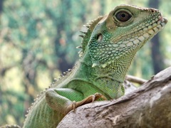 インドシナウォータードラゴン(野毛山動物園)