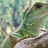 インドシナウォータードラゴン(野毛山動物園)