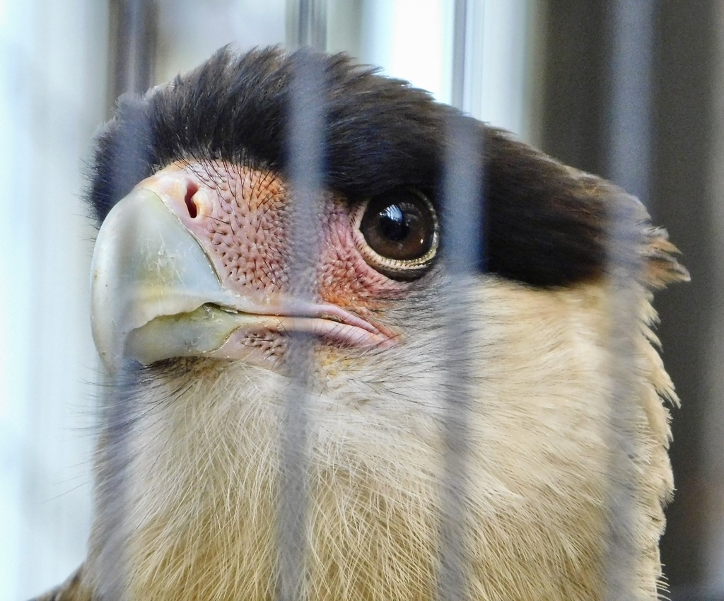 カンムリカラカラ(江戸川区自然動物園)