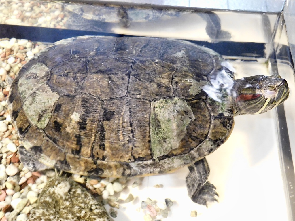ミシシッピーアカミミガメ(上野動物園)