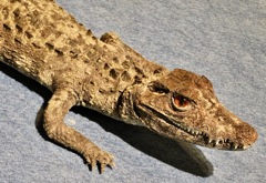 ブラジルカイマンの剥製(国立科学博物館)