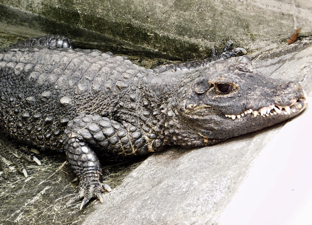 ニシアフリカコビトワニ(野毛山動物園)