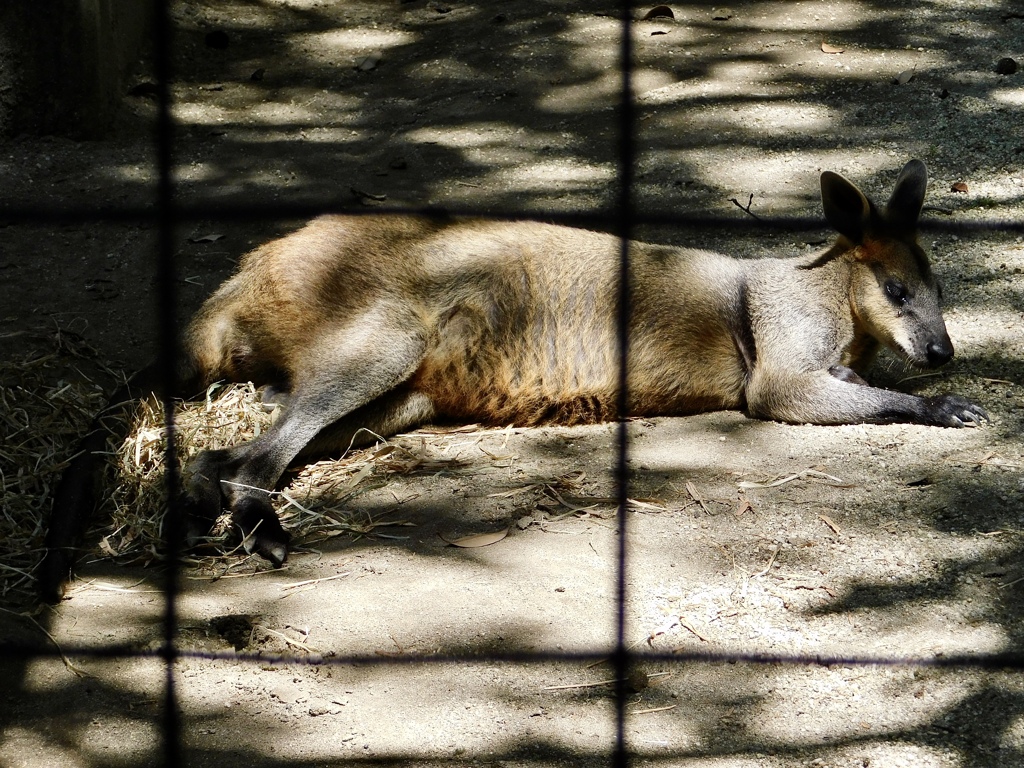 オグロワラビー(野毛山動物園)