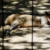 オグロワラビー(野毛山動物園)