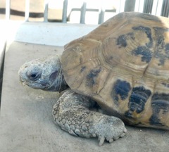エロンガータリクガメ(夢見ヶ崎動物公園)