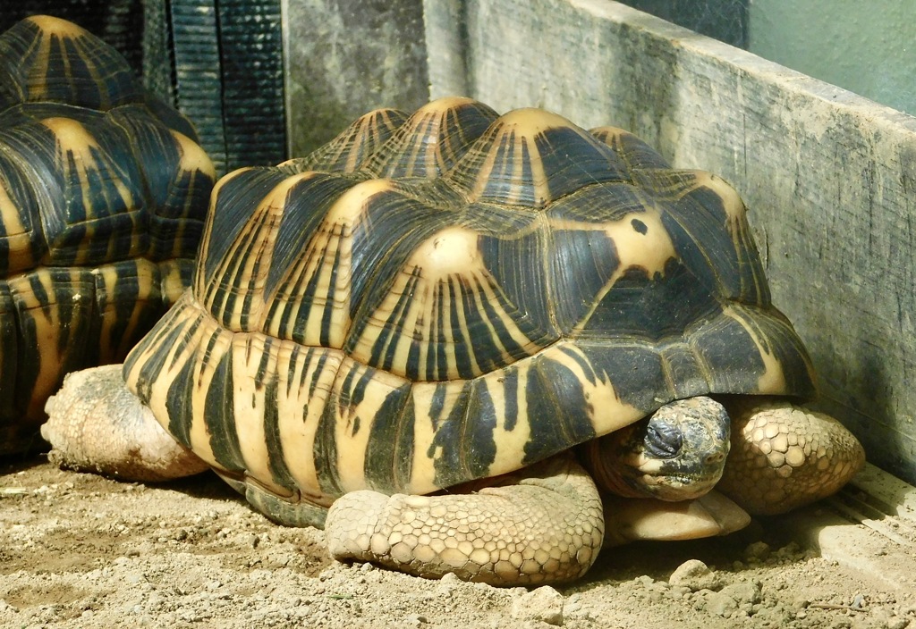 ホウシャガメ(夢見ヶ崎動物公園)