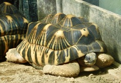 ホウシャガメ(夢見ヶ崎動物公園)