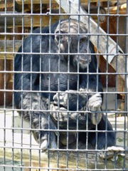 チンパンジーのコブヘイ(野毛山動物園)
