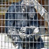 チンパンジーのコブヘイ(野毛山動物園)