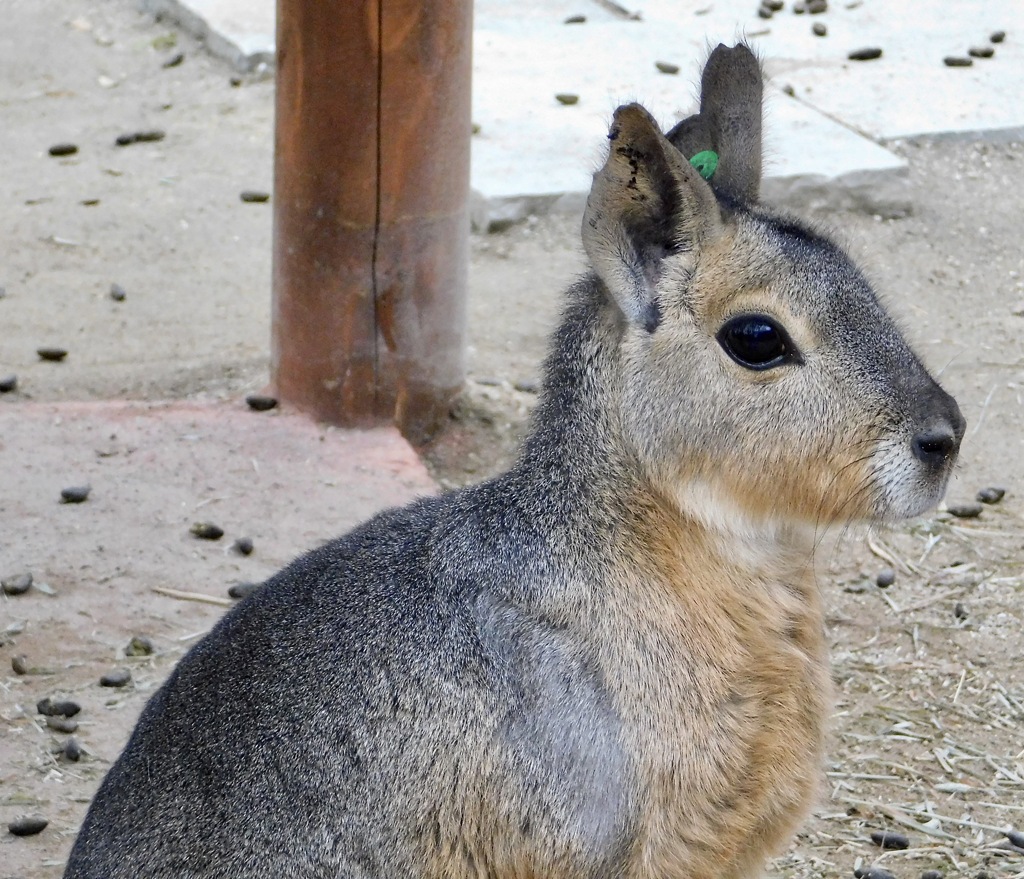 マーラ(井の頭自然文化園)