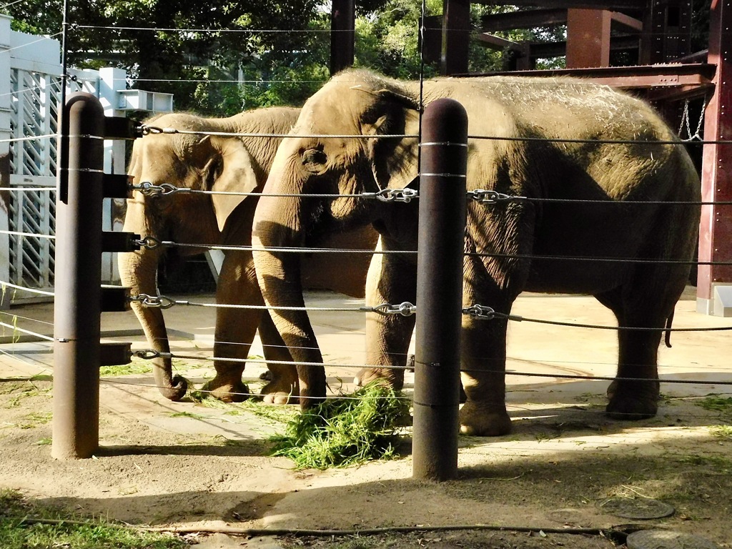 アジアゾウ(上野動物園)