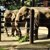 アジアゾウ(上野動物園)
