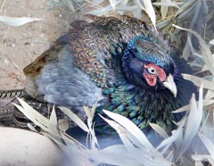 ニホンキジ(野毛山動物園)