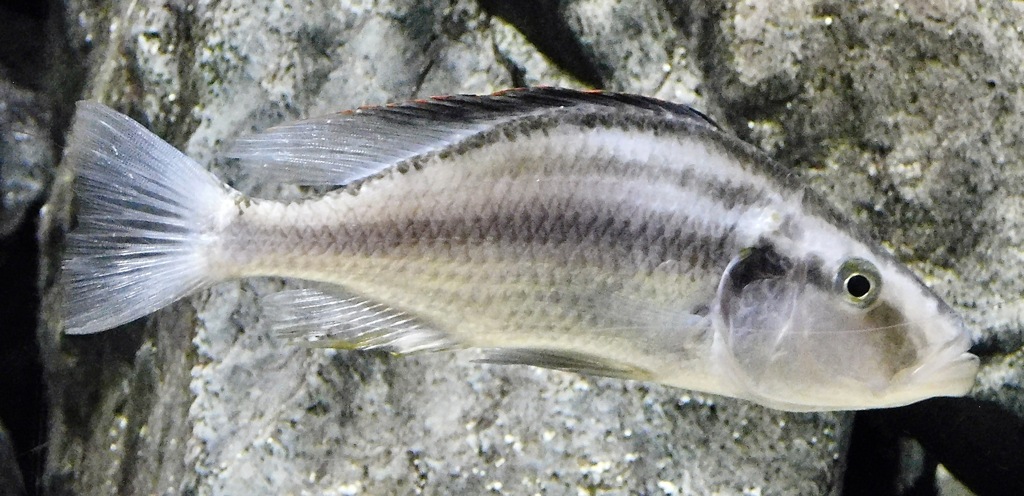 ディミディオクロミス・コンプレシケプス(カワスイ　川崎水族館)