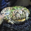 ベルツノガエル(しながわ水族館)