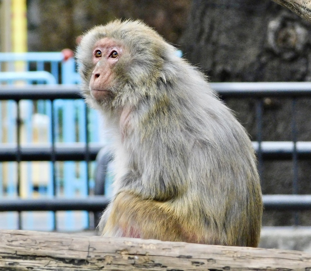 アカゲザル(井の頭自然文化園)