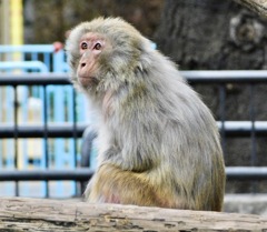 アカゲザル(井の頭自然文化園)