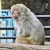 アカゲザル(井の頭自然文化園)