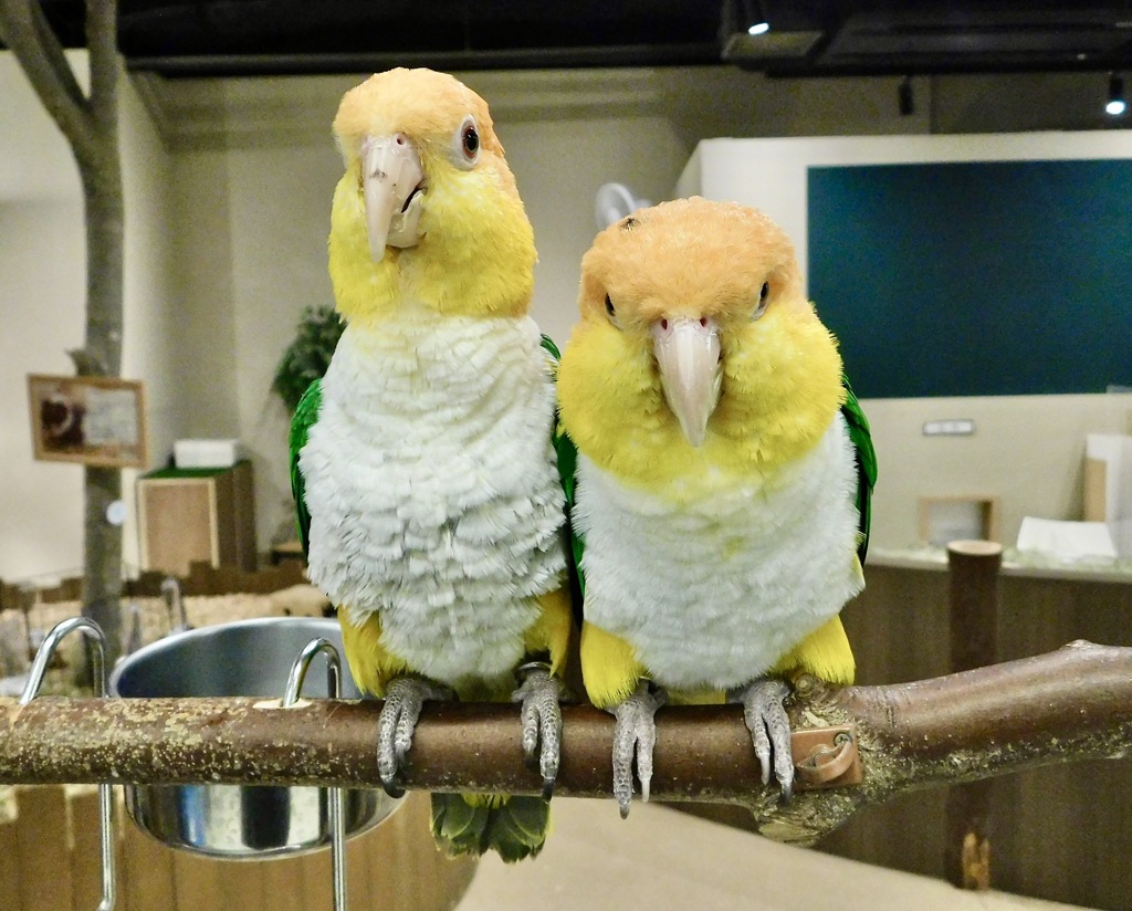 2羽のシロハラインコ(カワスイ　川崎水族館)